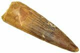 Fossil Spinosaurus Tooth - Real Dinosaur Tooth #310794-1